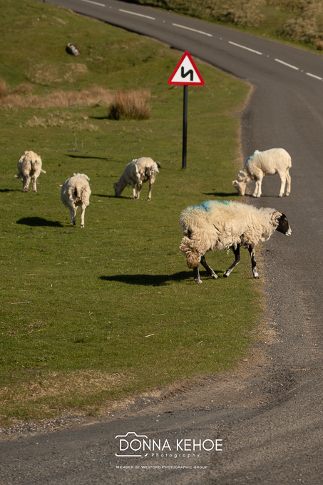 Yorkshire 2026-18